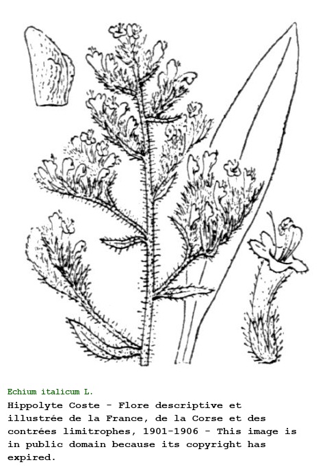 Echium italicum L.